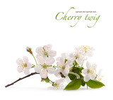 cherry twig in bloom isolated