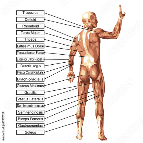 Naklejka na drzwi High resolution conceptual 3D human anatomy and muscle isolated