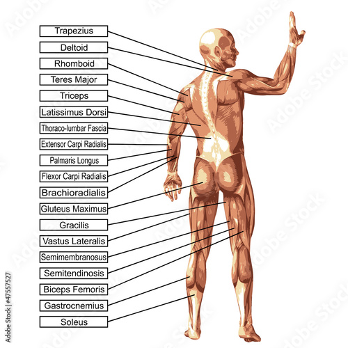 Nowoczesny obraz na płótnie High resolution conceptual 3D human anatomy and muscle isolated