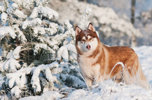 Siberian Husky Dog Portrait In Winter
