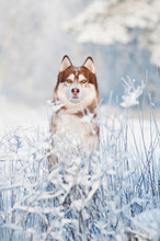 Dog Siberian Husky Portrait In Winter