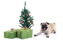 Yawning Pug Dog With Christmas Tree And Presents