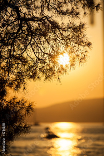 Foto-Leinwand ohne Rahmen - Pine tree branch and sunset (von paul prescott)