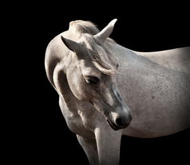 Obraz na płótnie natura zwierzę koń koni czarno-biały