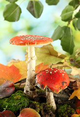 Fototapete - red amanitas with moss, on green background