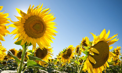 Canvas Print - Provence - Champ de Tournesols 10