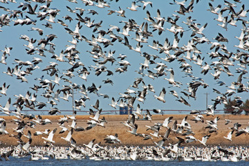 Wall Mural - Snow Geese
