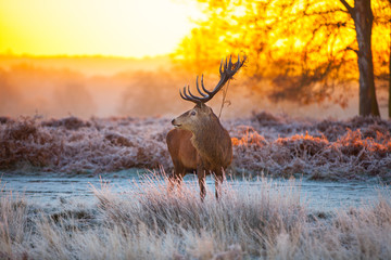 Fototapete - Red deer in morning sun