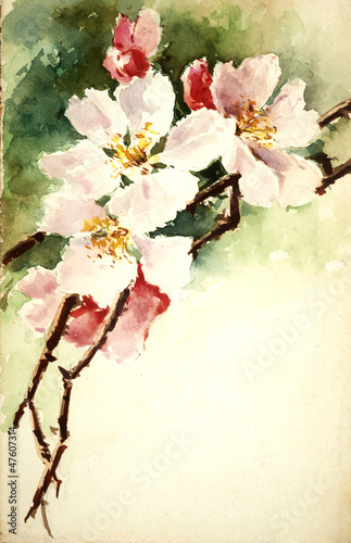 kwiatowa-akwarela-biale-kwiaty-magnolii
