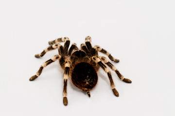 beautiful spider
