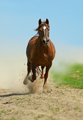 Wall Mural - Horse