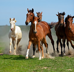 Naklejka na meble Horse