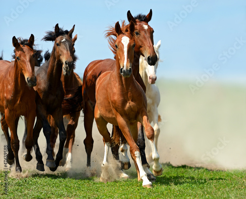 Nowoczesny obraz na płótnie Horse