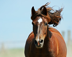 Wall Mural - Horse