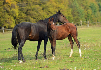 Wall Mural - Horse