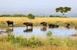 Albert lake Rift Valley Buffalos - Uganda