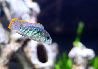 Aquarium Fish dwarf Cichlid-Apistogramma nijsseni.