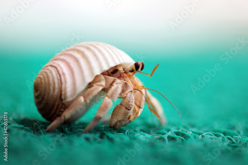Cuadros en Lienzo Cute tiny hermit crab running away