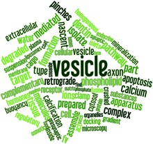 Word Cloud For Vesicle