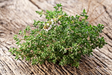 Wall Mural - Thyme herb.