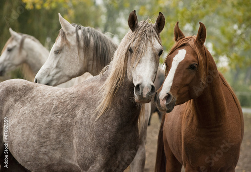 Obraz w ramie horses