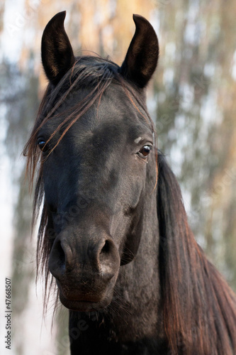 Naklejka na meble horse