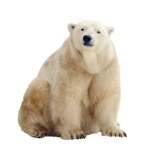  Polar Bear. Isolated Over White