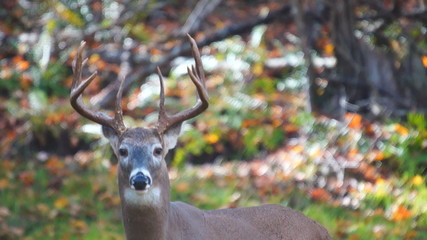 whitetail buck watching
