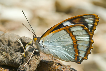 Sticker - Butterfly (Apatura schrencki) 35