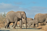 Fototapeta Natura - Elephant herd crossing road, South Africa
