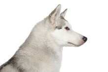 Husky Dog Profile Portrait