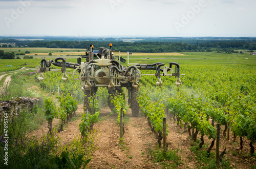 Fotomural traitement chimique dans les vignes
