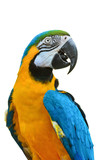 Fototapeta Zwierzęta - Blue and Gold Macaw, Ara ararauna.