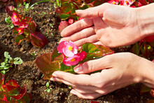Gardening: Pink Begonia