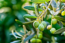Olives On It’s Tree Branch