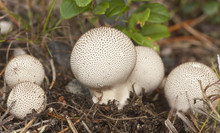 Puff-ball, Edible Mushroom