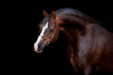 Fototapeta ogier koń zwierzę