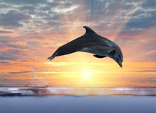 Dolphin Jumping Above Sunset Sea