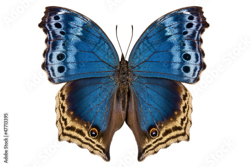 Fotografía Butterfly species Salamis temora Mother-of-Pearls butterfly
