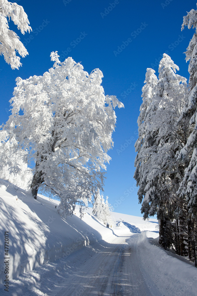 Winter, Schnee, Frost, Baum, Berg, Straße Stock Photo