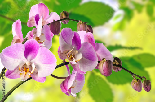 Naklejka - mata magnetyczna na lodówkę Pink Phalaenopsis with spring background