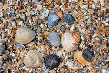 Wall Mural - shells on beach