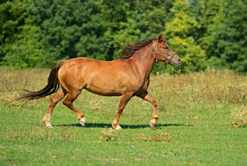 Wall Mural - Horse