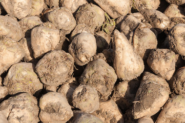 Poster - Closeup of heap of sugar beets