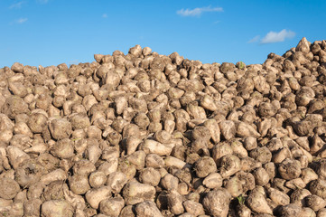 Poster - Closeup of a heap of sugar beets against the blue sky