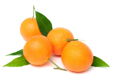 fresh tangerine