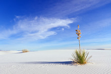 Yucca At White Sands