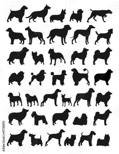 Nowoczesny obraz na płótnie Popular dog breeds illustration