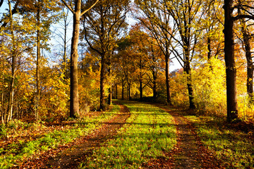  rural road between autumn trees