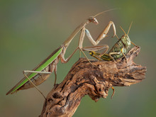 Mantis Touching Hopper